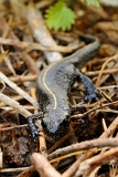Triturus carnifex  (Tritone crestato Italiano)